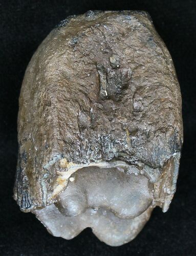 Partial Baby Mammoth Molar - Peace River, Florida #18682